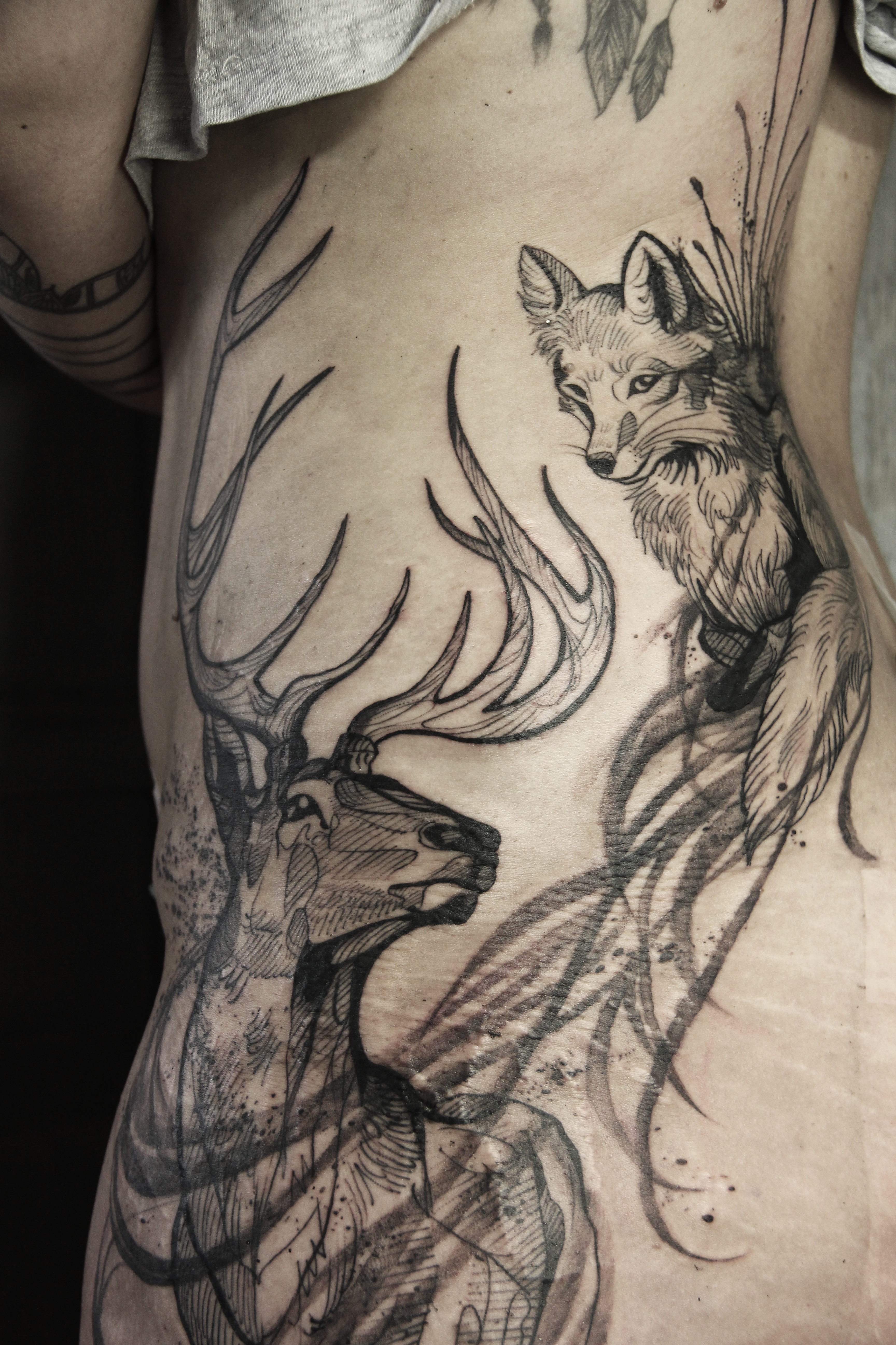 Cerf et renard regards echangés 05